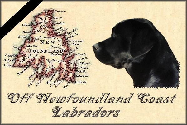 Off Newfoundland Coast Labradors